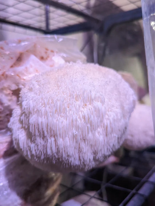 Grow Kit - Lion’s Mane
