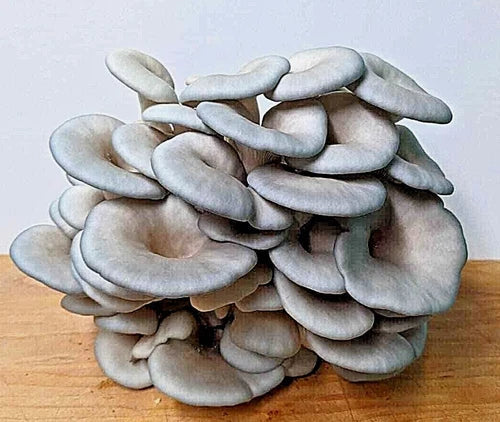 King Blue Oyster