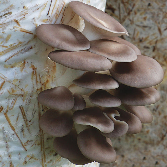 Italian Oyster